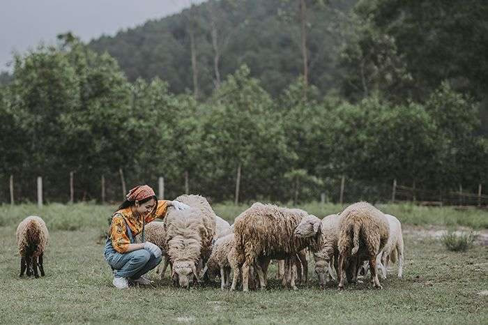 Cánh đồng trại nuôi cừu Yên Thành