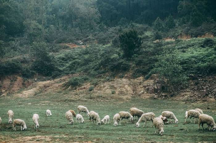 Trại nuôi cừu Yên Thành Nghệ An